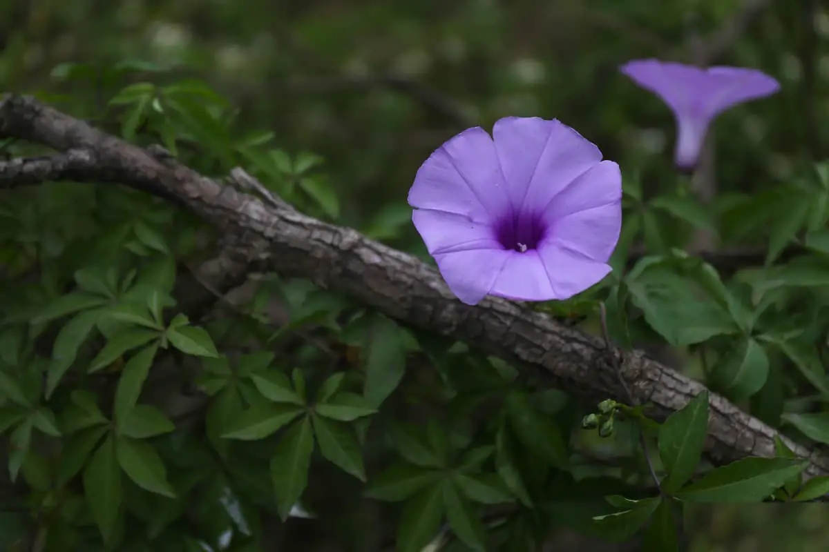Ipomoea cairica