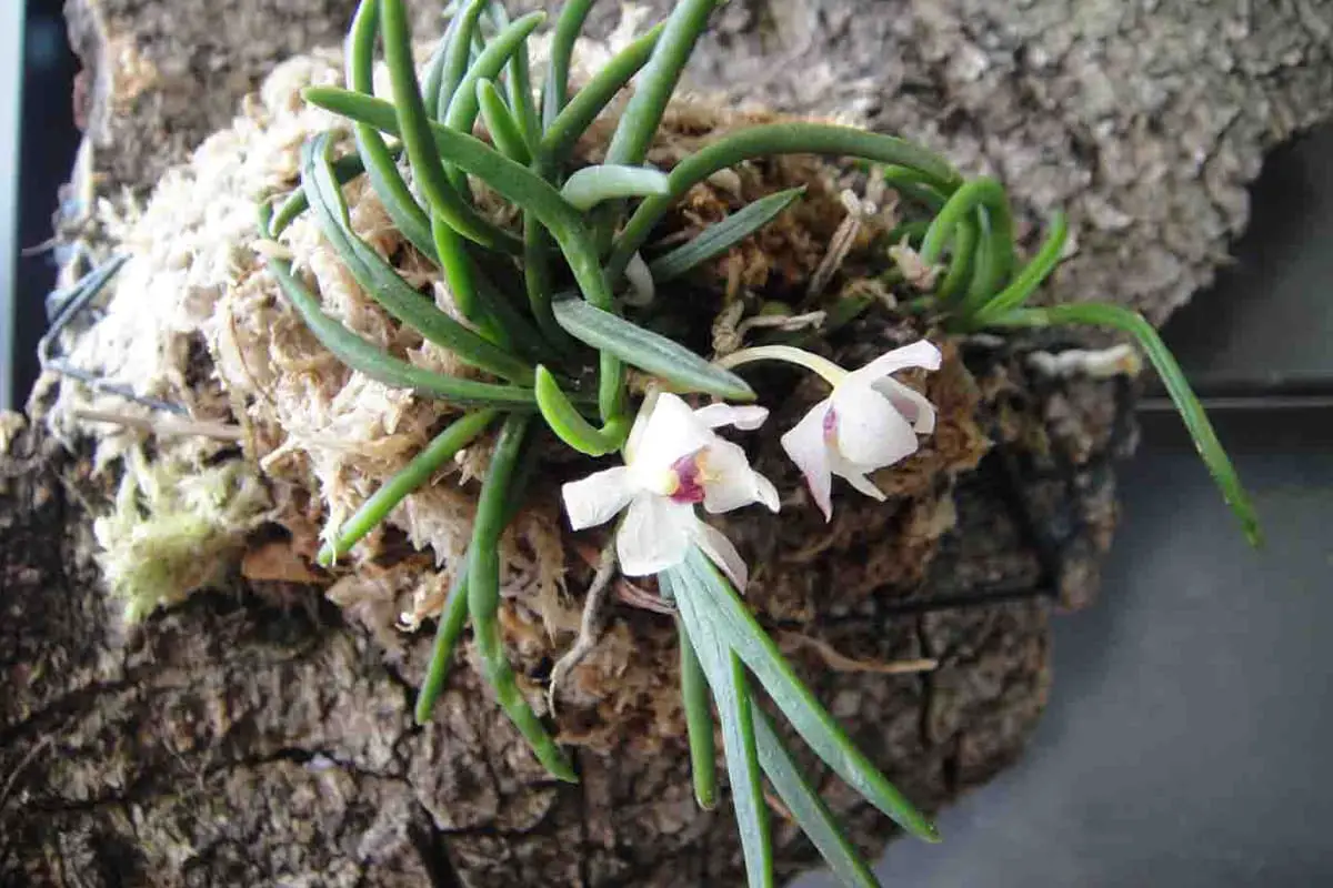 Neofinetia Falcata