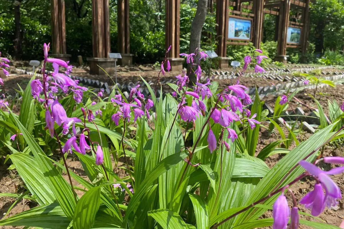 Bletilla striata