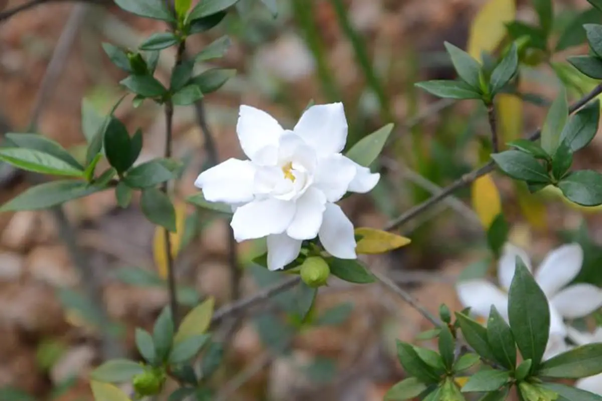 Gardenie Jasminoides