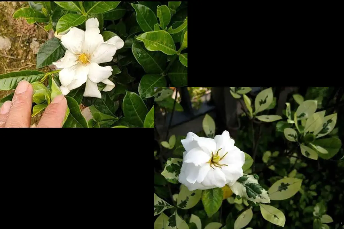 Gardenie Jasminoides Variegata