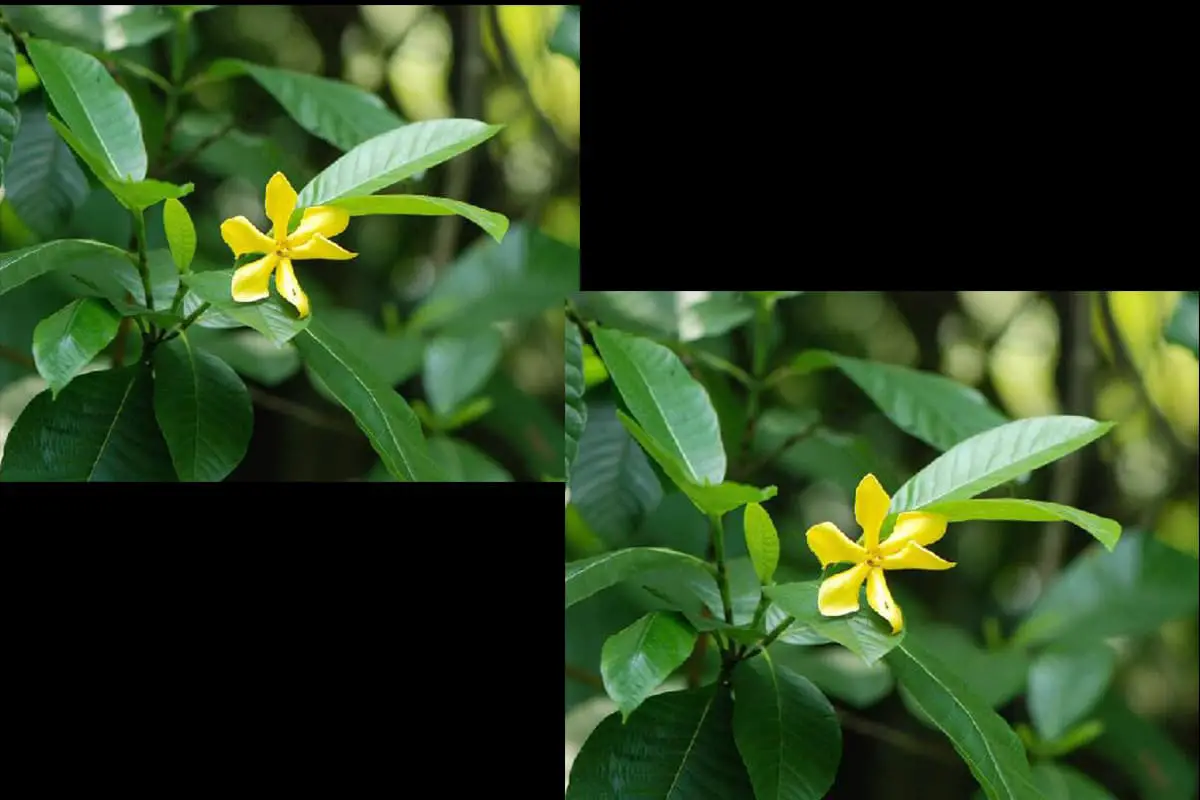 Gardenia Sootepensis Hutchins 