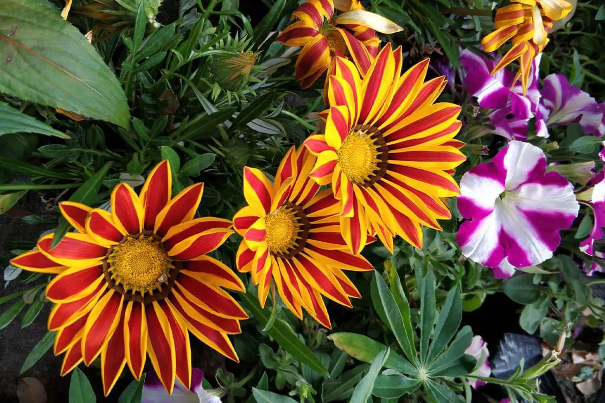 Gazania Rigens 