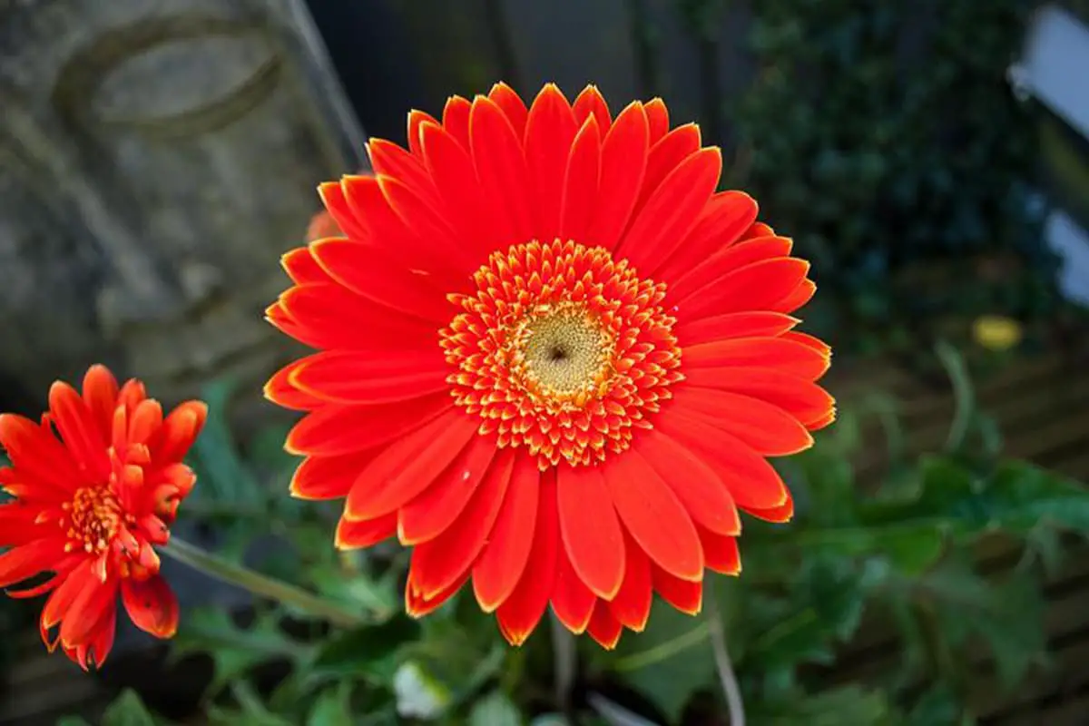 Gerbera Jamesonii