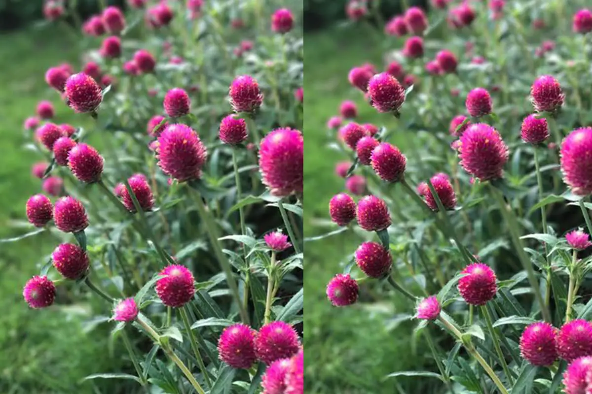 Gomphrena globosa