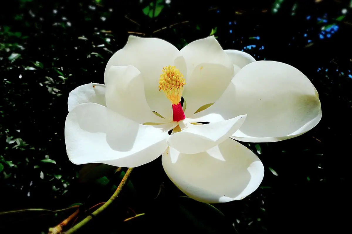 Magnolia Grandiflora