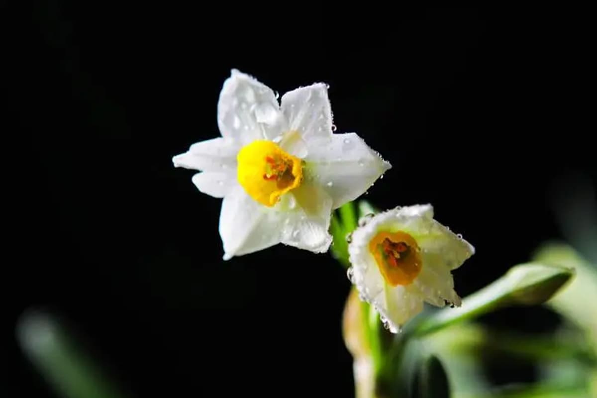 Narciso Tazetta