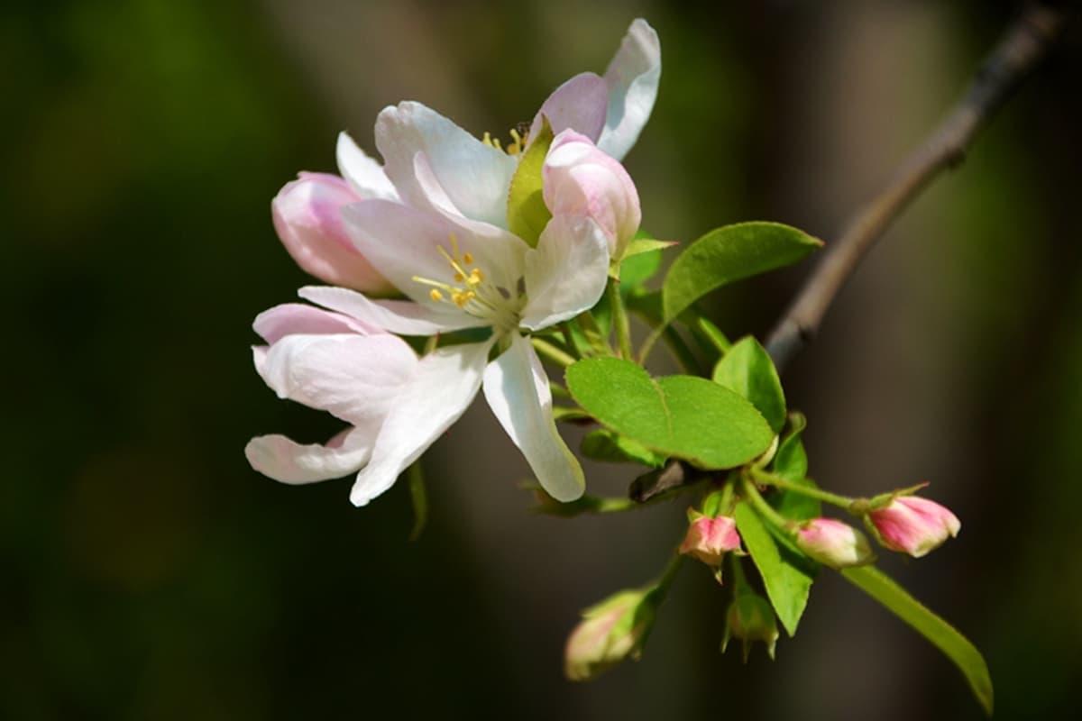 Malus Hupehensis