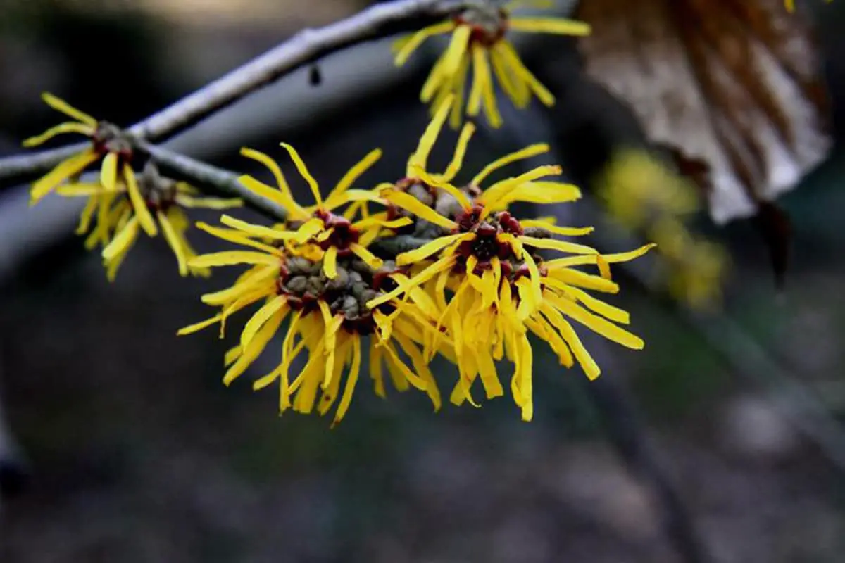 Hamamelis Mollis 