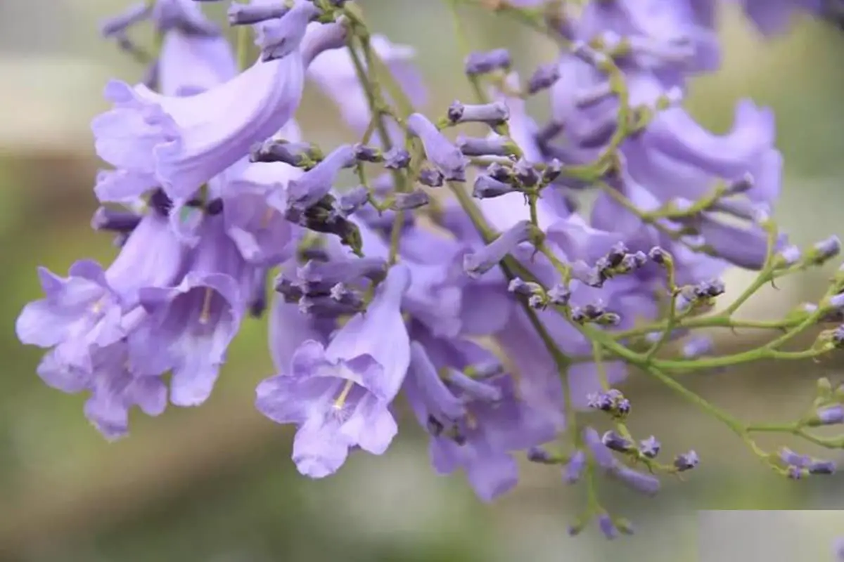Jacaranda mimosifolia