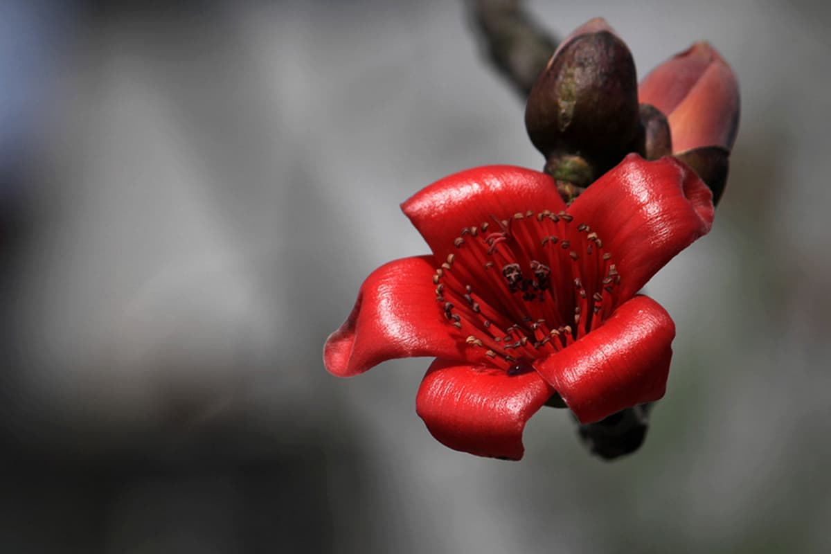 Bombax ceiba