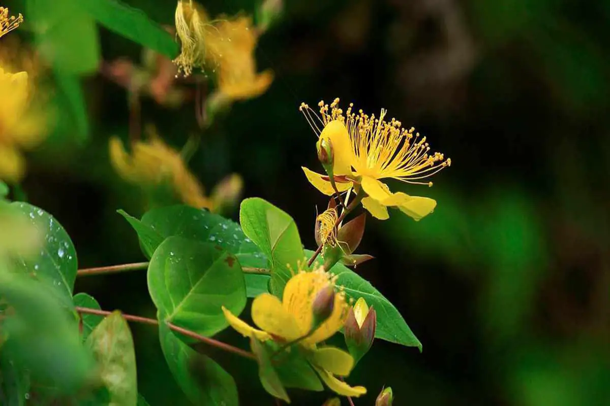Hypericum monogynum