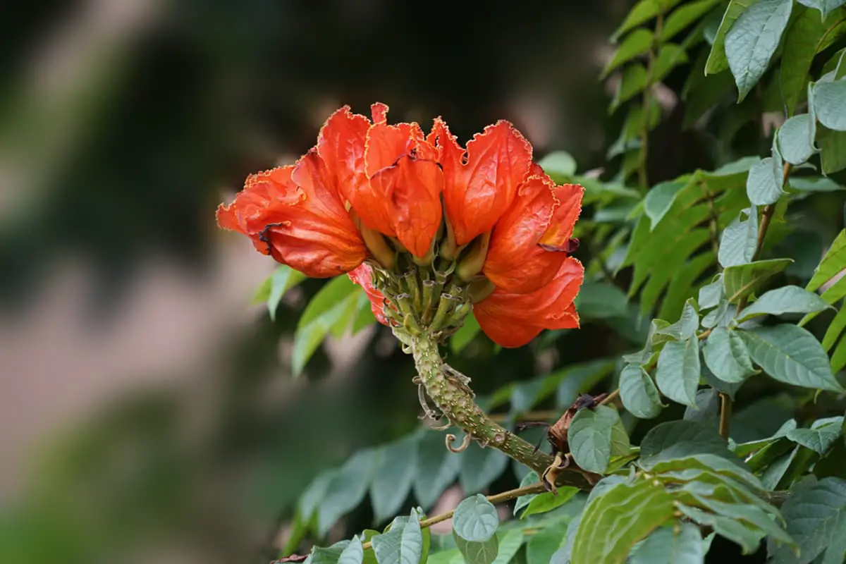Spathodea campanulata