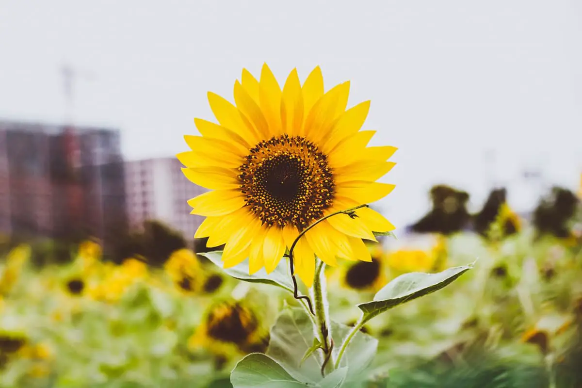 Helianthus Annuus