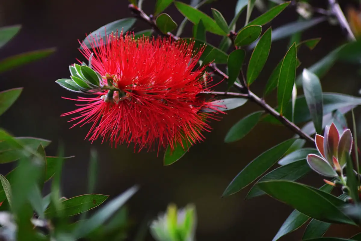 Callistemon rigidus