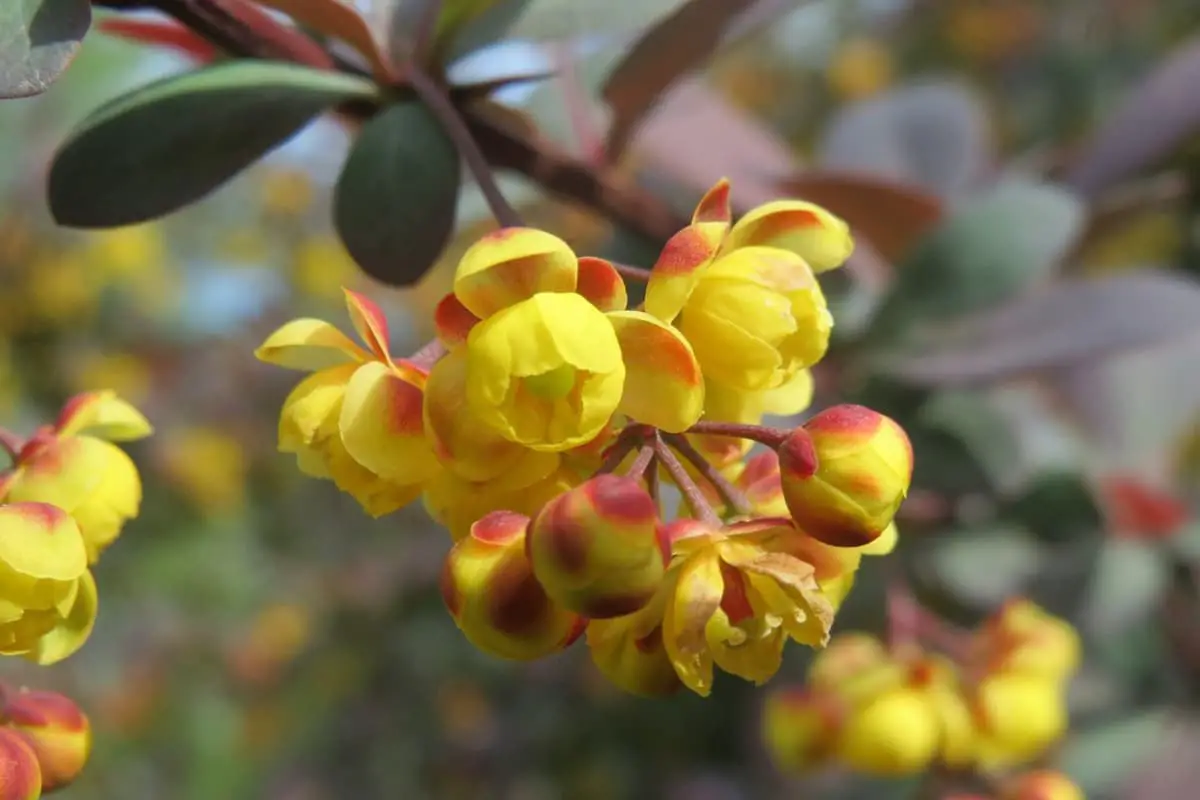 Berberis thunbergii