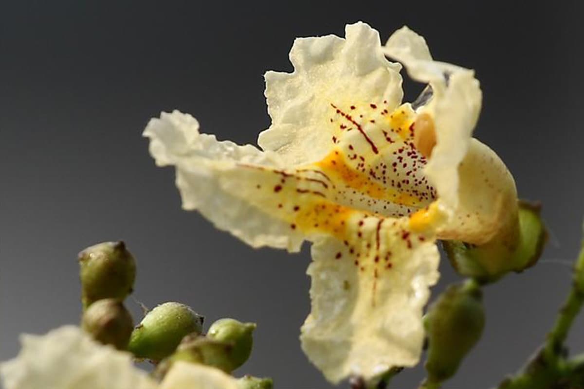Catalpa ovata