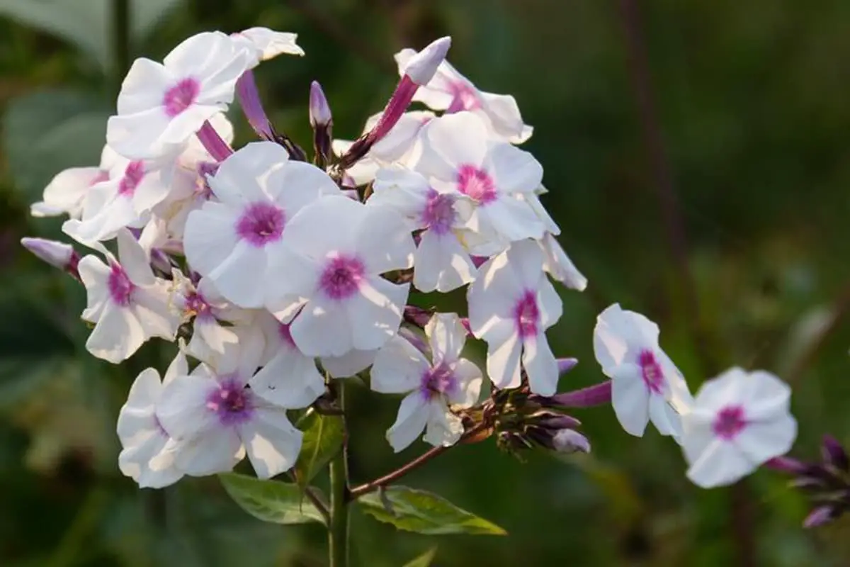Phlox drummondii