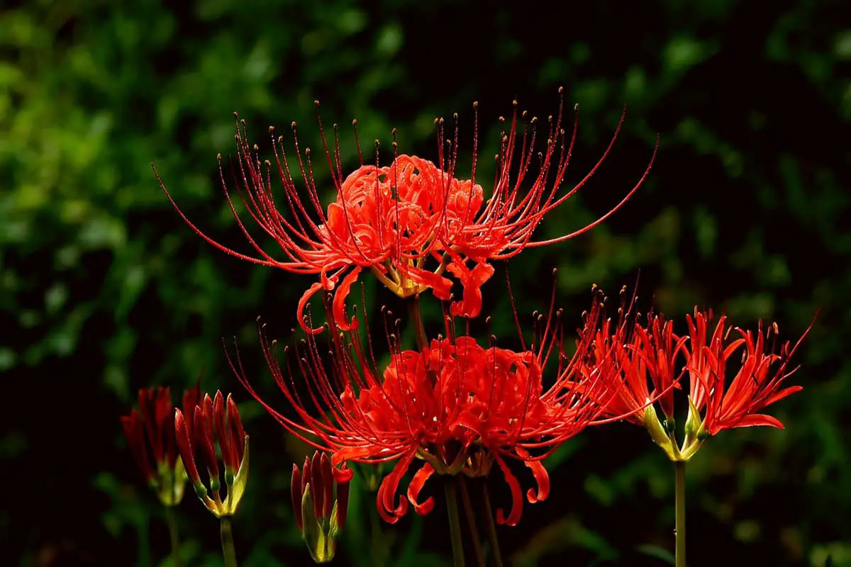 Lycoris radiata