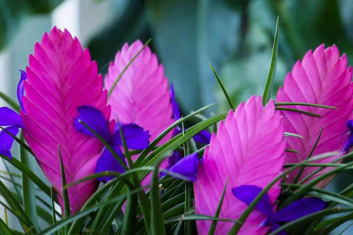 Tillandsia cyanea