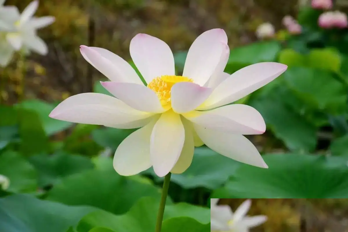 Nelumbo Nucifera 'Wu Fei Lian'