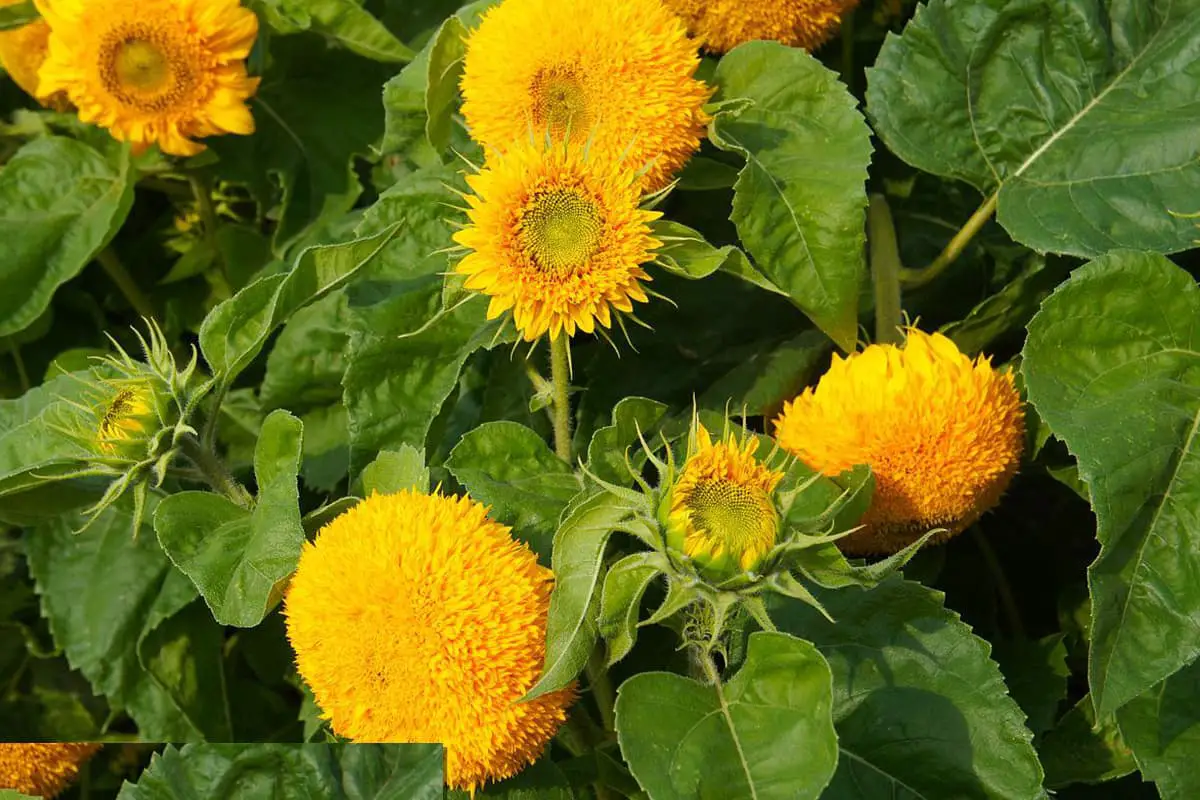 Helianthus annuus