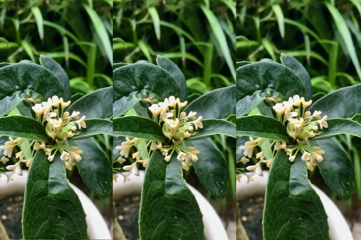 Osmanthus fragrans 'Xiaoye Fodingzhu’