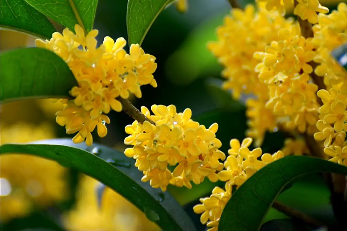 Osmanthus fragrans "Jin Qiu Gui" (Osmanthus fragrans 'Jin Qiu Gui')