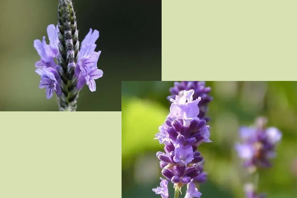 Lavandula Pinnata