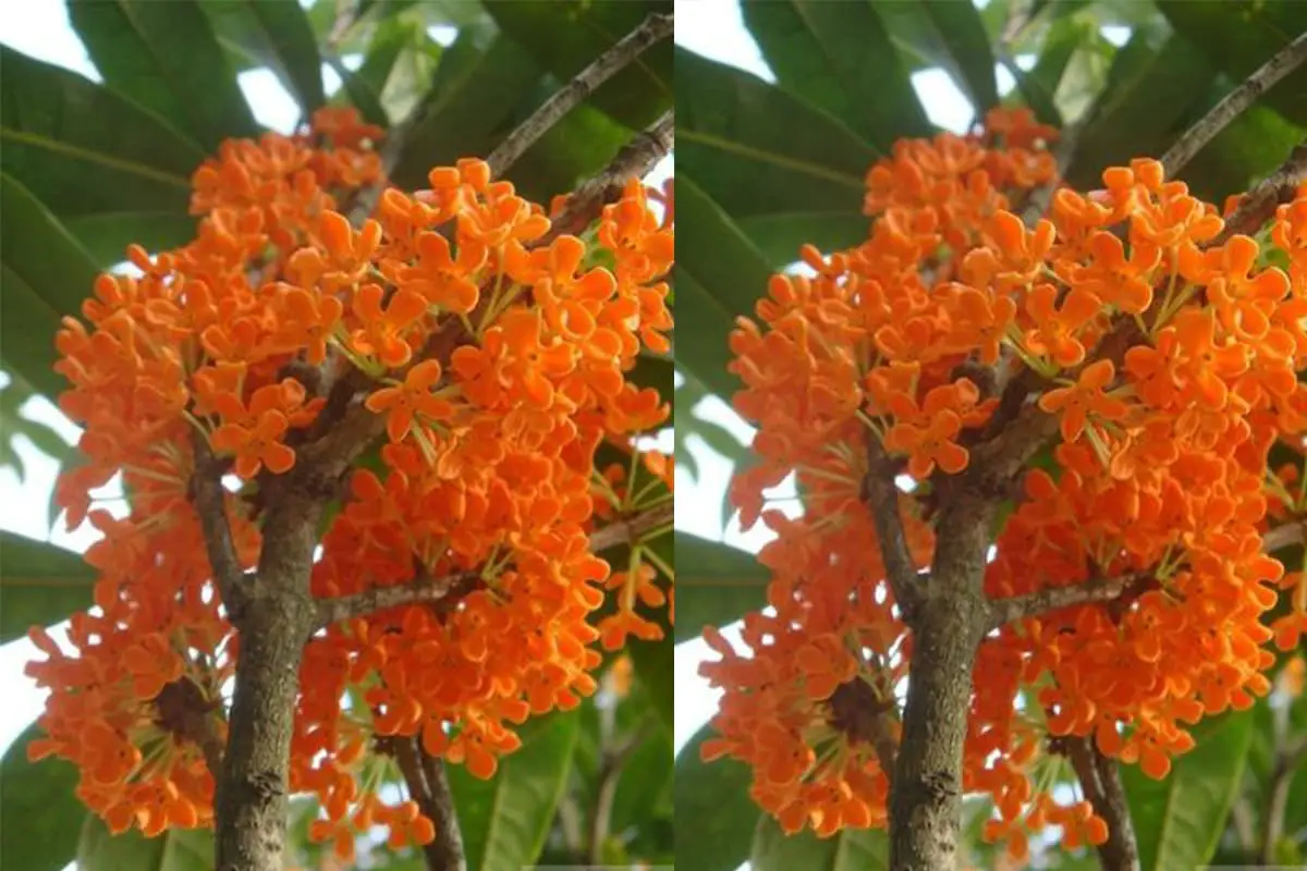Osmanthus fragrans 'Jiulonggui'