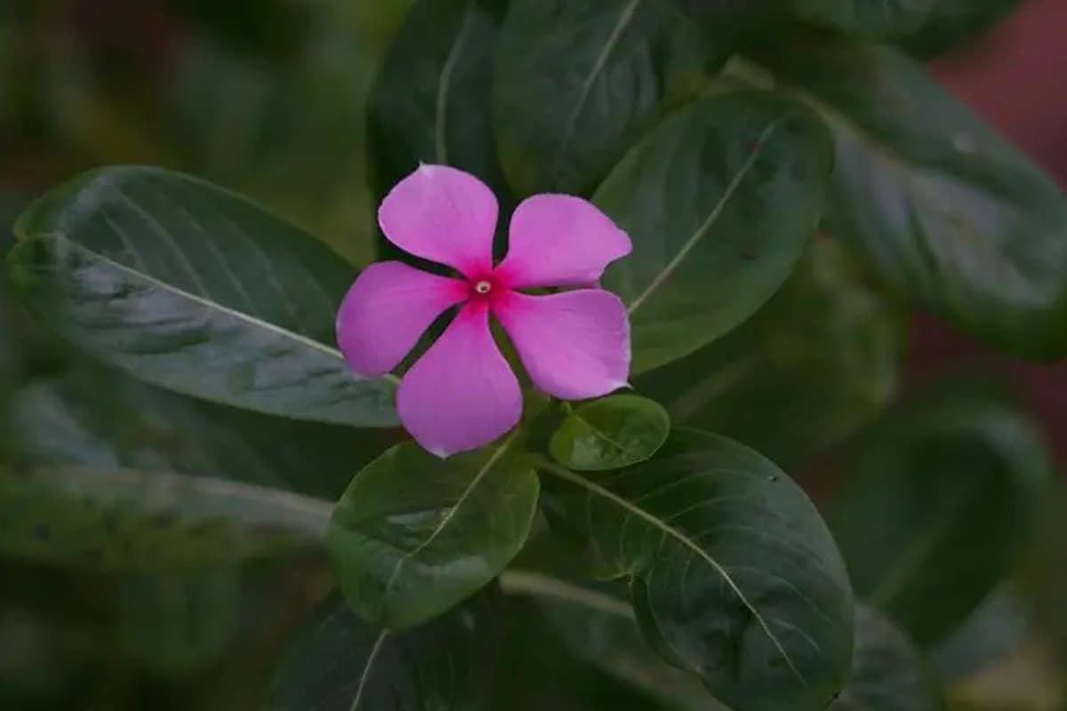 Catharanthus roseus