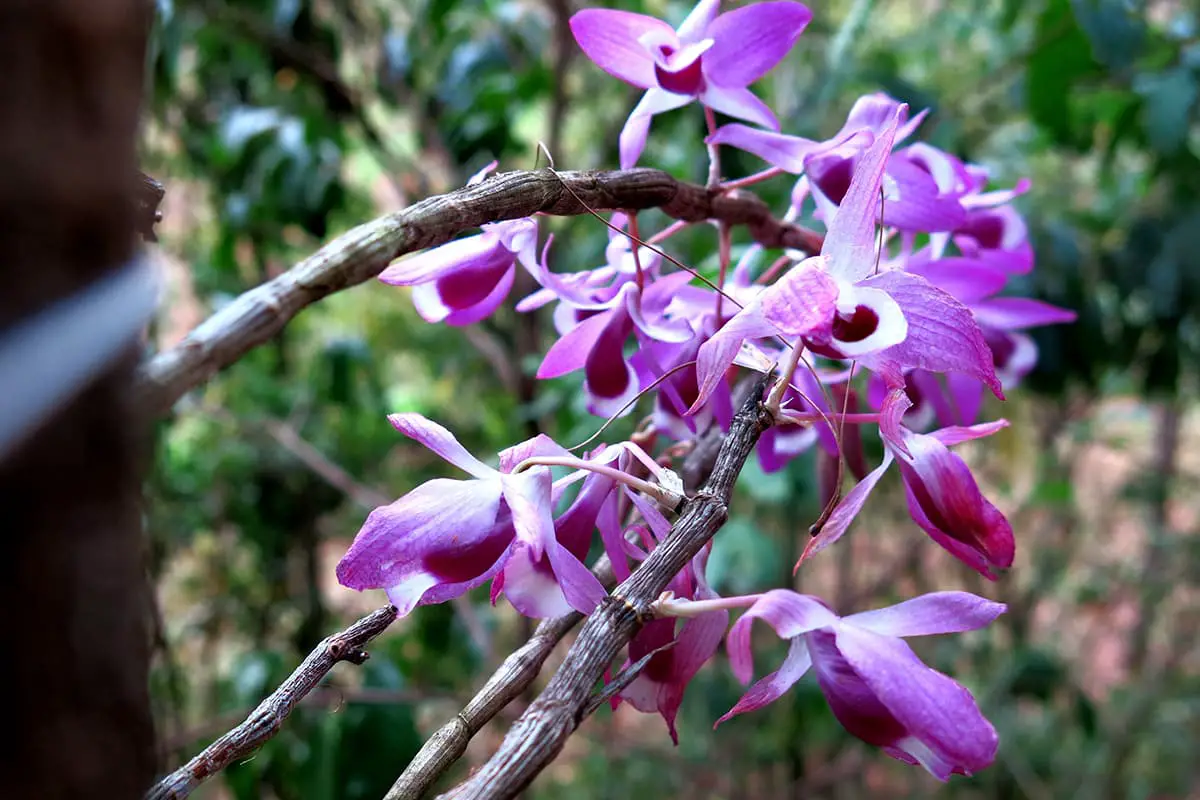 Dendrobium nobile