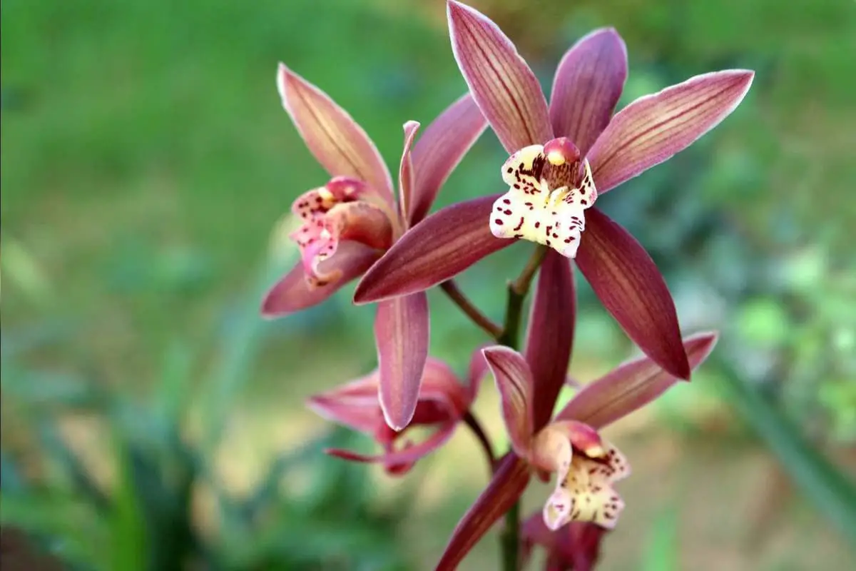 Cymbidium sinense