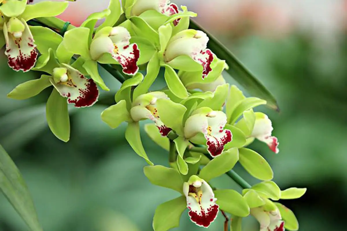 Cymbidium faberi Rolfe