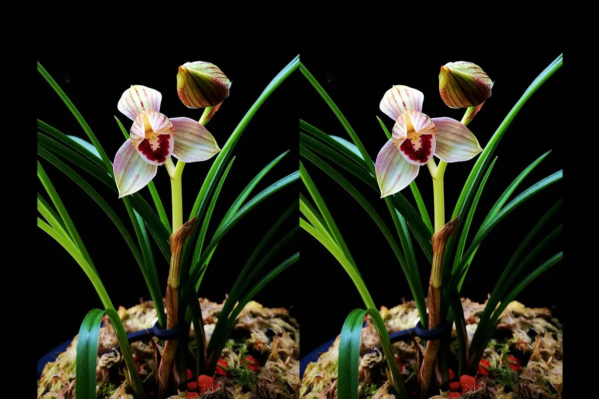 Cymbidium tortisepalum Fukuyama