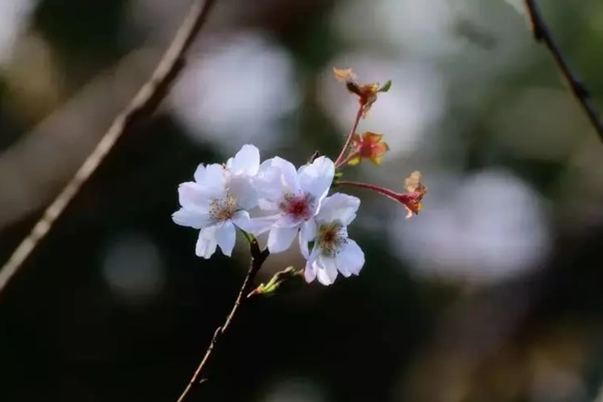 Prunus subhirtella