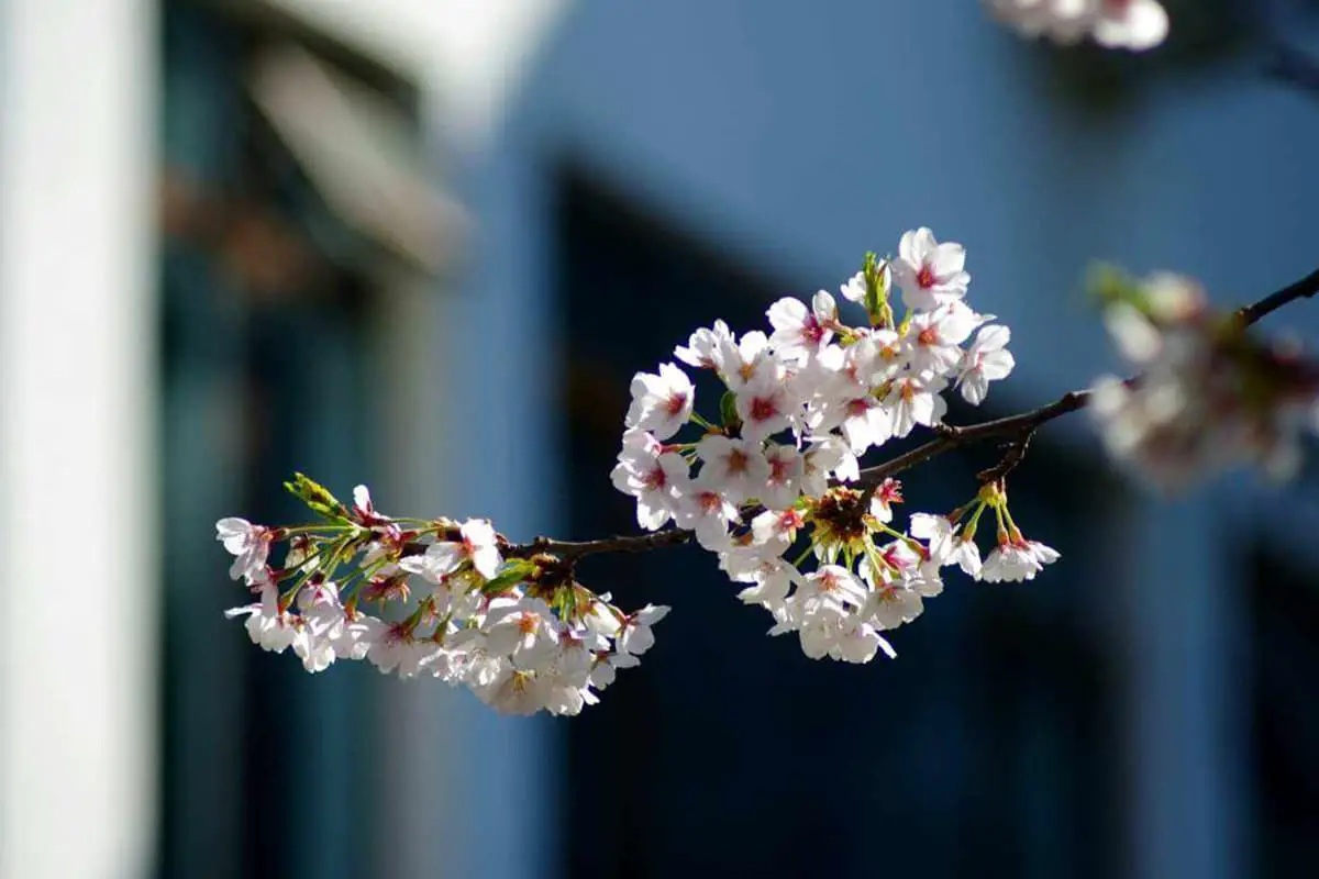 Prunus sargentii Rehder