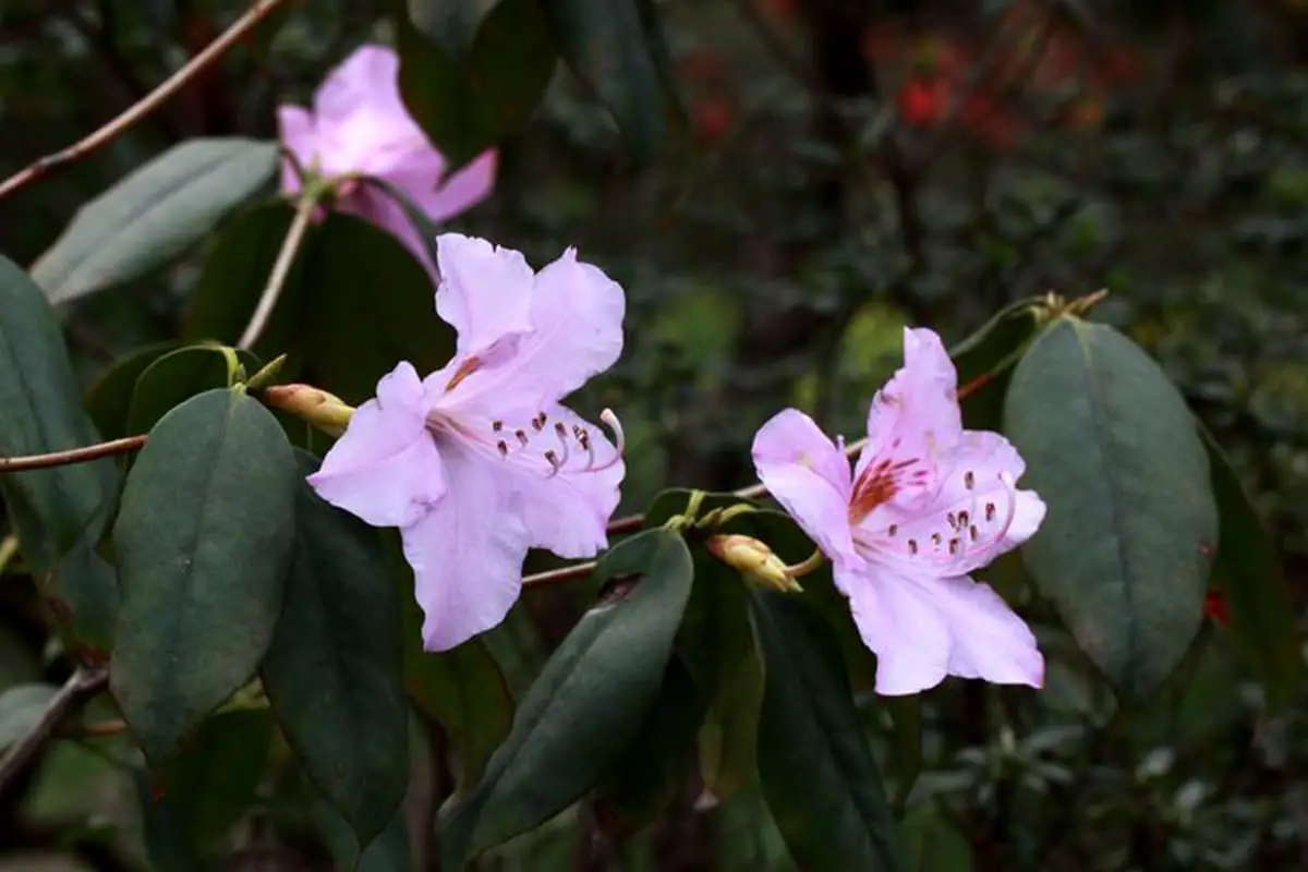 Rhododendron latoucheae