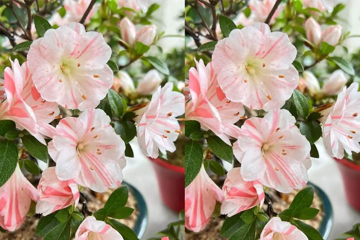Rhododendron indicum