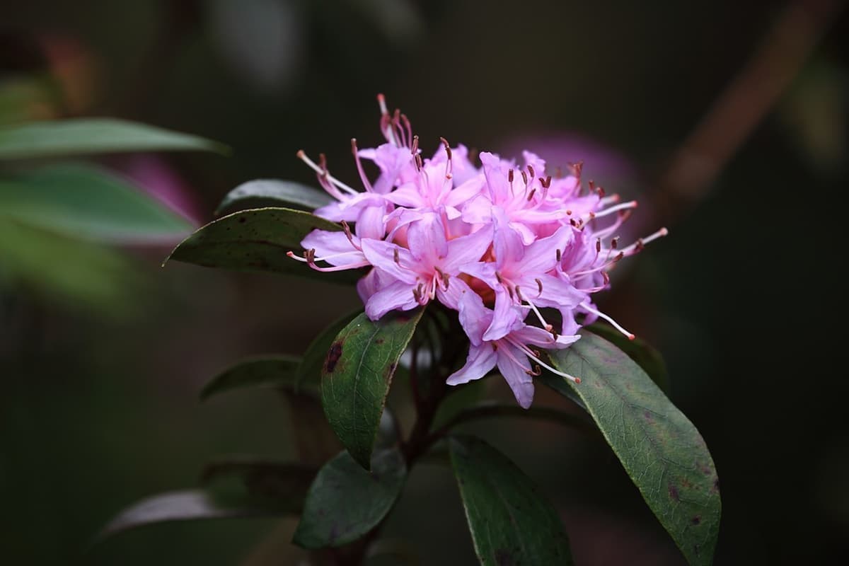 Rhododendron simiarum