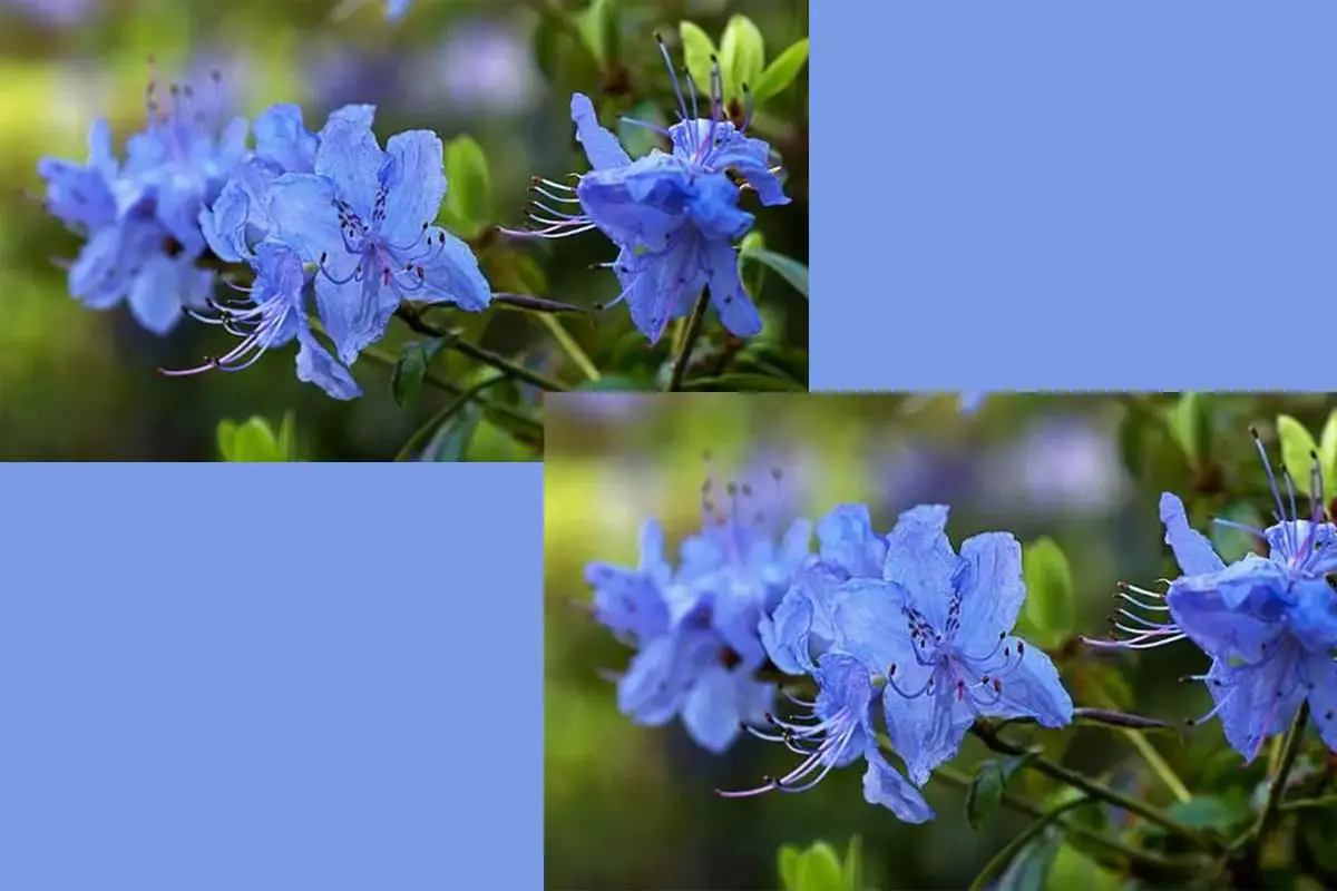 Rhododendron russatum
