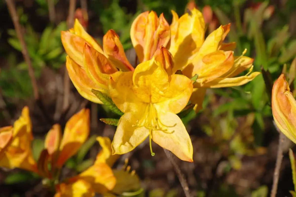 Rhododendron lutescens