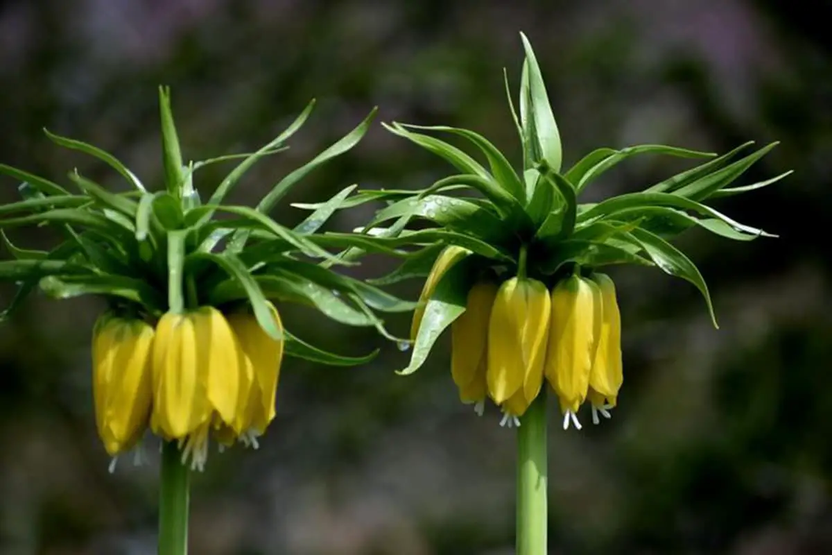 Fritillaria imperialis