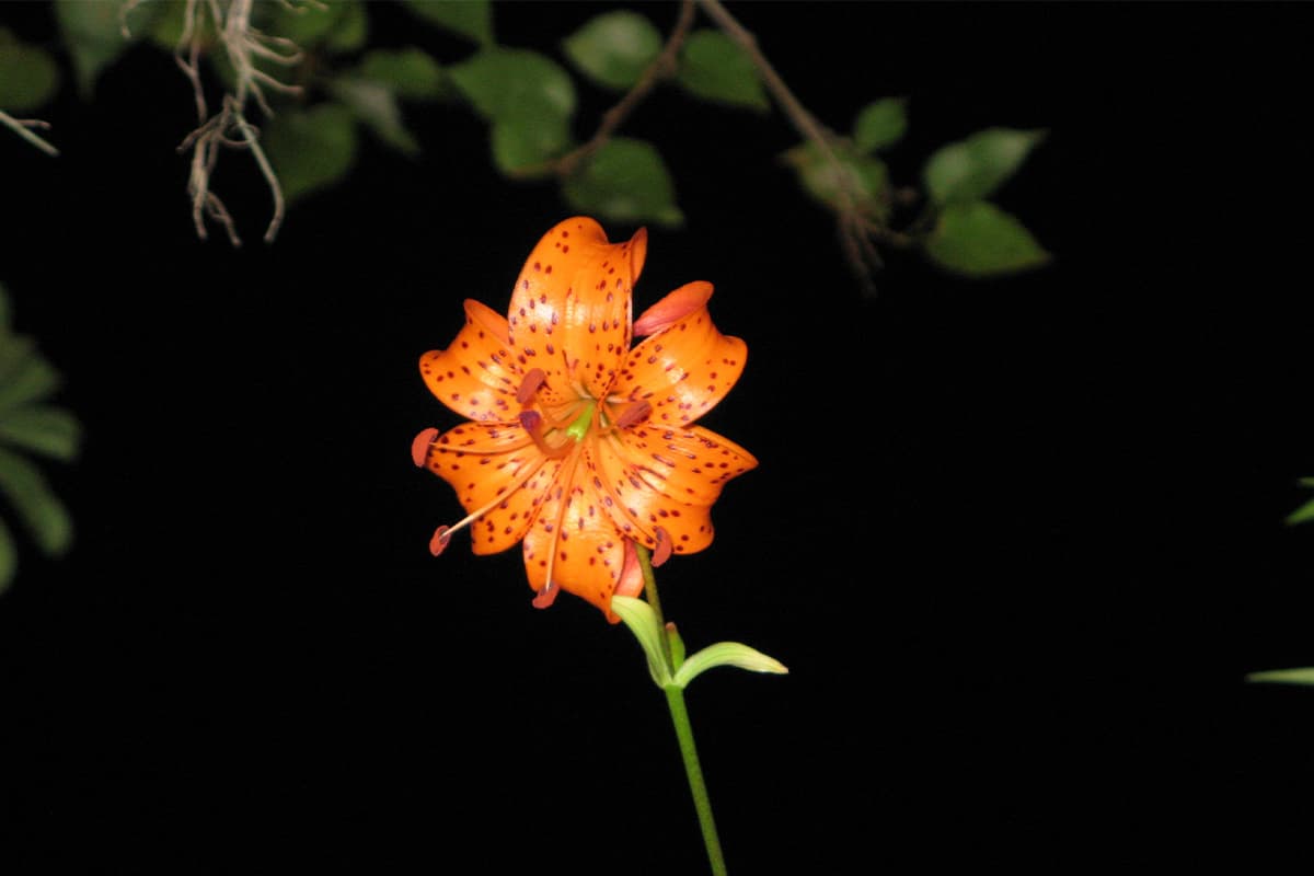 Lilium distichum Nakai