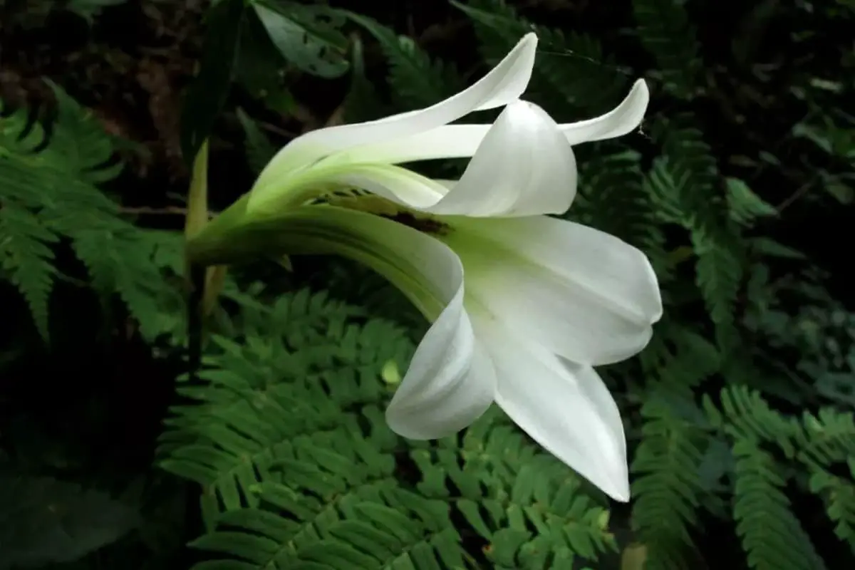 Cardiocrinum cathayanum