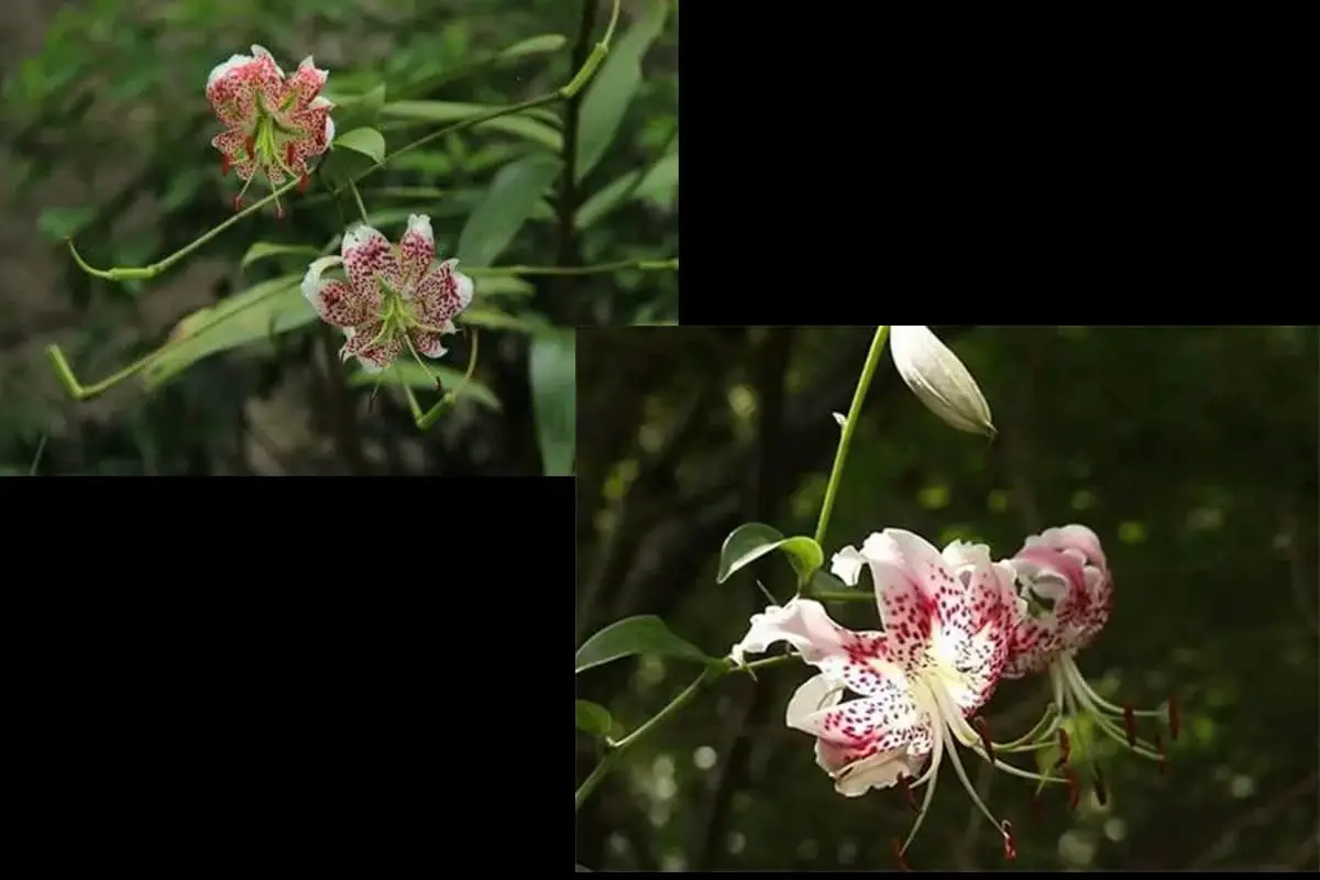 Lelie speciosum