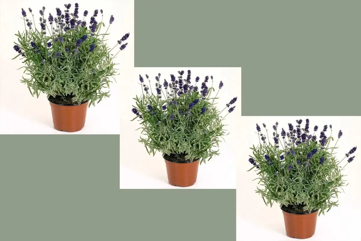 Lavandula angustifolia