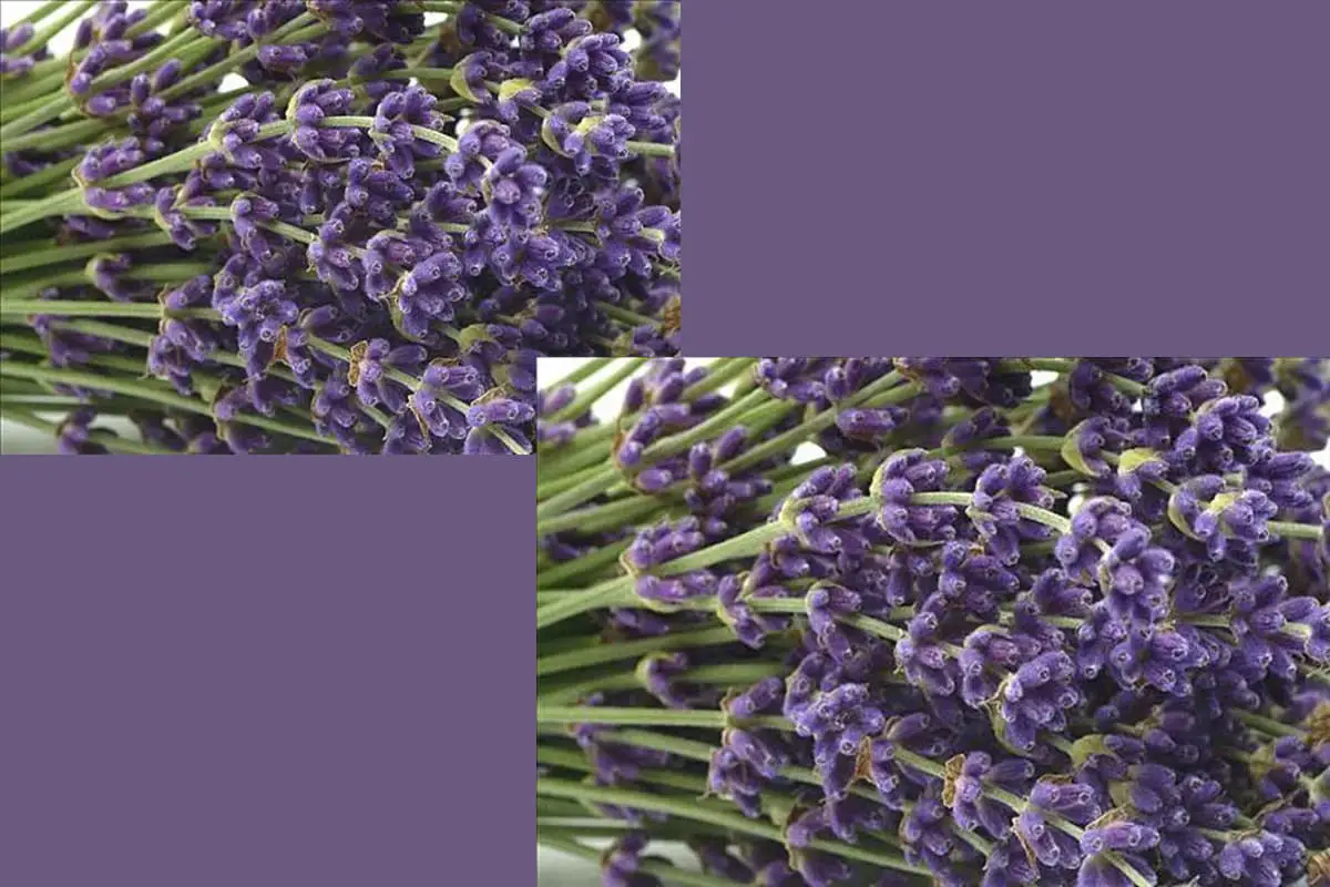 Lavandula angustifolia