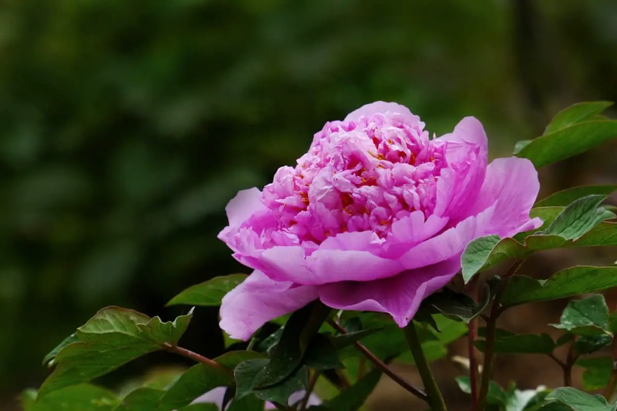 Nymphaea 'Peónia cor-de-rosa