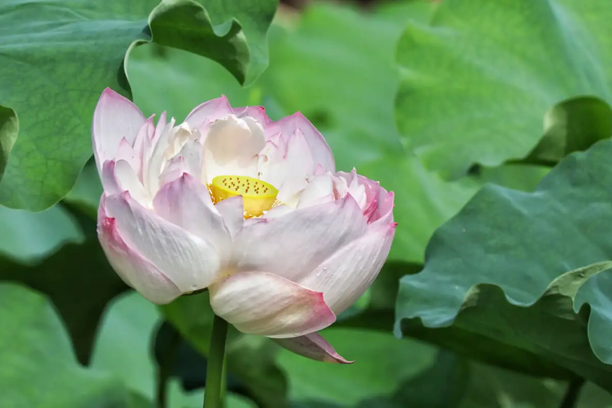Nelumbo nucifera 'Big versicolor'